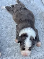 Shania, a female Miniature Aussiedoodle for sale in Ruskin, FL – 3 of 6