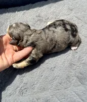Emerald  F1b, a female Miniature Aussiedoodle for sale in Tampa, FL – 8 of 8