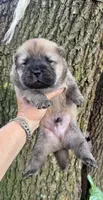 Kuma, a male Chow Chow for sale in Ruskin, FL – 4 of 8