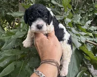 Carol, a female Cockapoo for sale in Ruskin, FL – 6 of 6