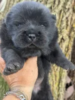 Onyx, a male Chow Chow for sale in Ruskin, FL – 2 of 7