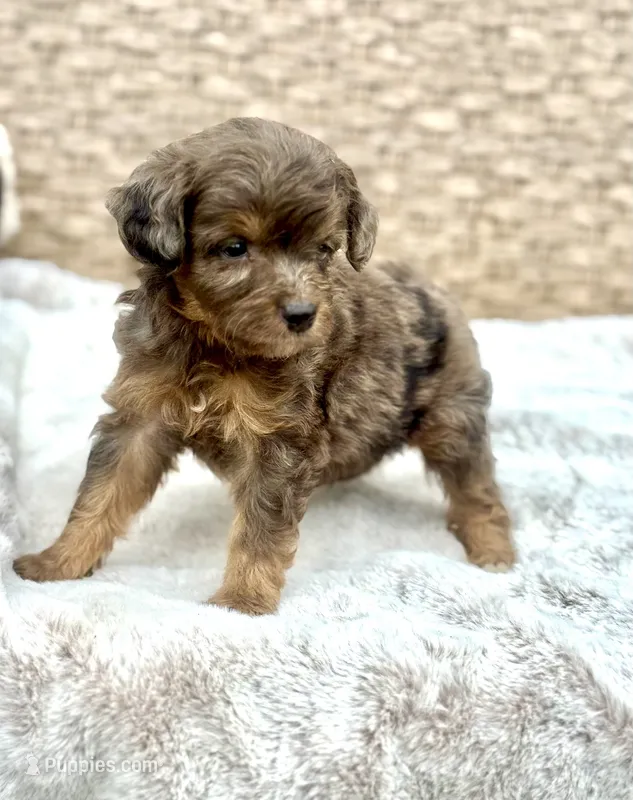 Tucker – Miniature Aussiedoodle puppy for sale in Tampa, FL