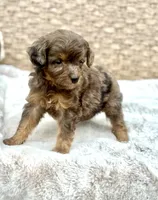 Tucker, a male Miniature Aussiedoodle for sale in Tampa, FL – 3 of 4