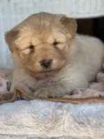 Pumpkin , a female Chow Chow and Poodle - Standard  for sale in Ruskin, FL – 7 of 10