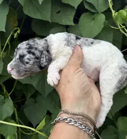 Bluebell. “Regular size” Blue Merle, a female Cockapoo for sale in Tampa, FL – 3 of 9
