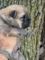 Kuma, a male Chow Chow for sale in Ruskin, FL – 3 of 8
