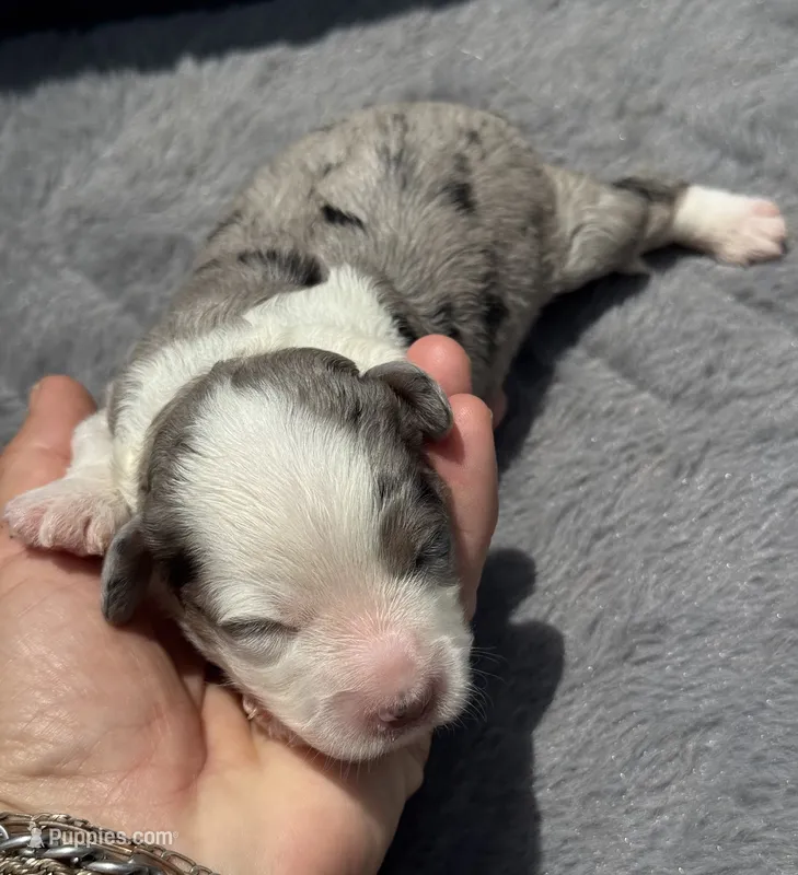 Diamond F1b – Miniature Aussiedoodle puppy for sale in Tampa, FL