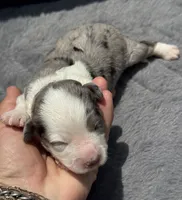 Diamond F1b, a female Miniature Aussiedoodle for sale in Tampa, FL – 1 of 8