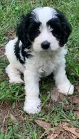 Mini Cockapoo, a female Cockapoo for sale in Tampa, FL – Photo 5 of 9