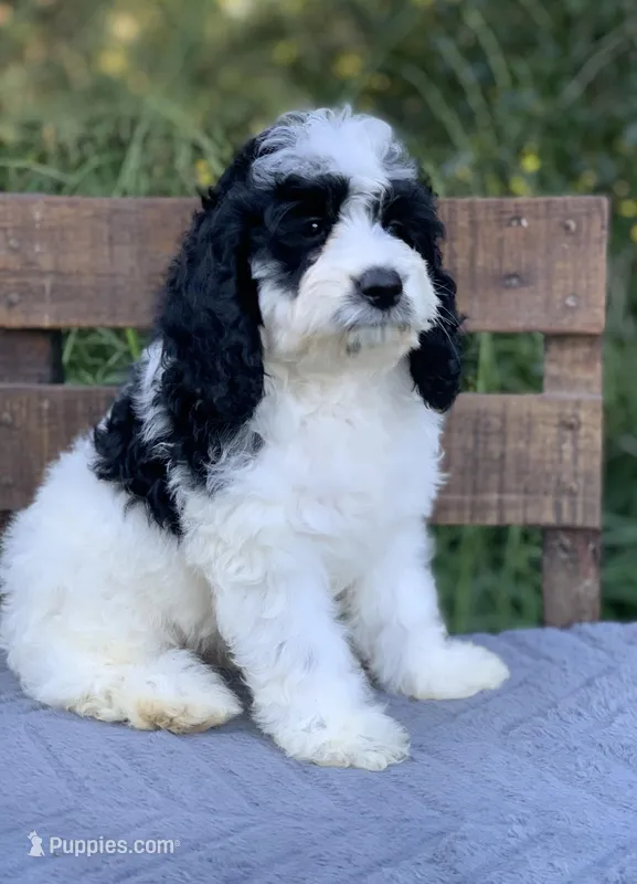 Mini Cockapoo – Cockapoo puppy for sale in Tampa, FL