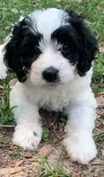 Mini Cockapoo, a female Cockapoo for sale in Tampa, FL – Photo 2 of 9