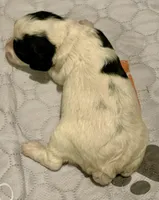 Mini Cockapoo, a female Cockapoo for sale in Tampa, FL – Photo 3 of 5