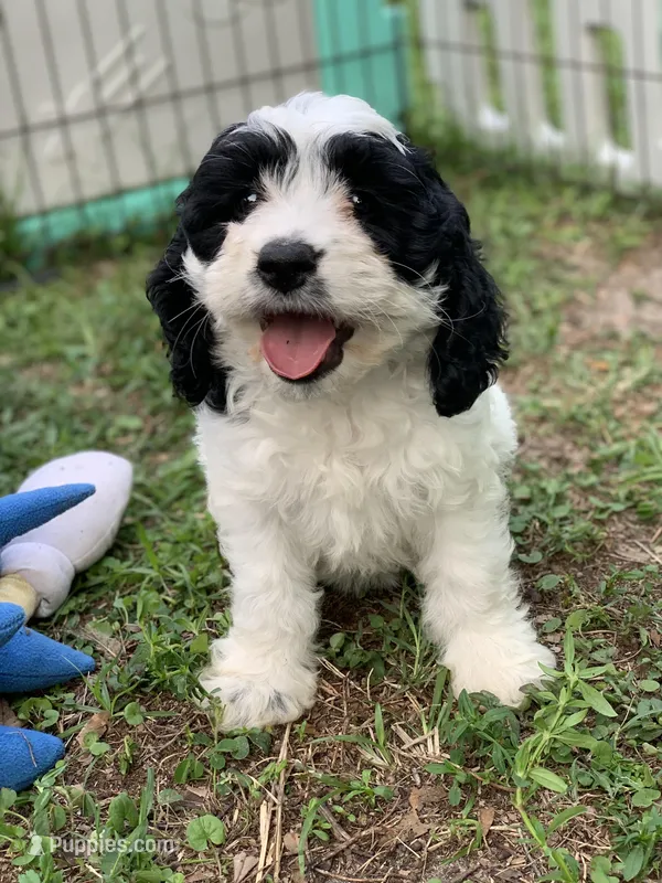 Mini Cockapoo – Cockapoo puppy for sale in Tampa, FL