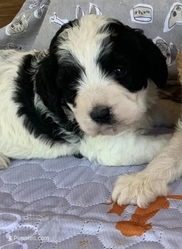 Mini Cockapoo – Cockapoo puppy for sale in Tampa, FL