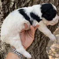 Mini Cockapoo, a female Cockapoo for sale in Tampa, FL – Photo 8 of 9