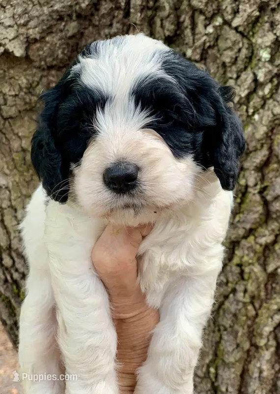 Mini Cockapoo – Cockapoo puppy for sale in Tampa, FL