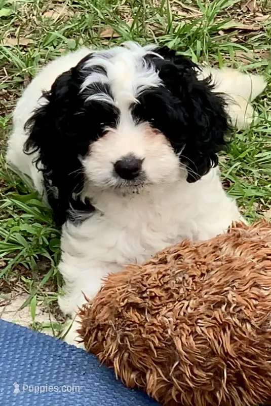 Mini Cockapoo – Cockapoo puppy for sale in Tampa, FL