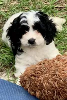 Mini Cockapoo, a female Cockapoo for sale in Tampa, FL – Photo 1 of 9