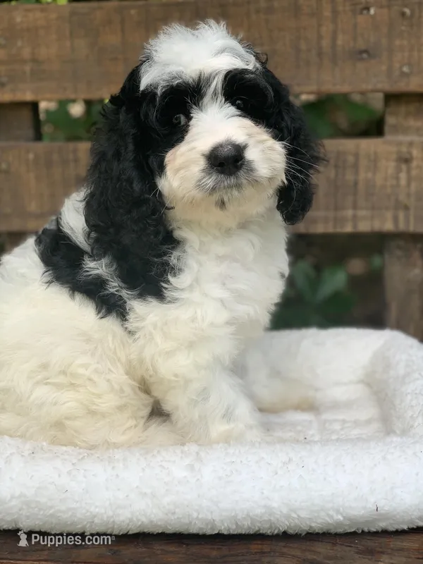 Mini Cockapoo – Cockapoo puppy for sale in Tampa, FL