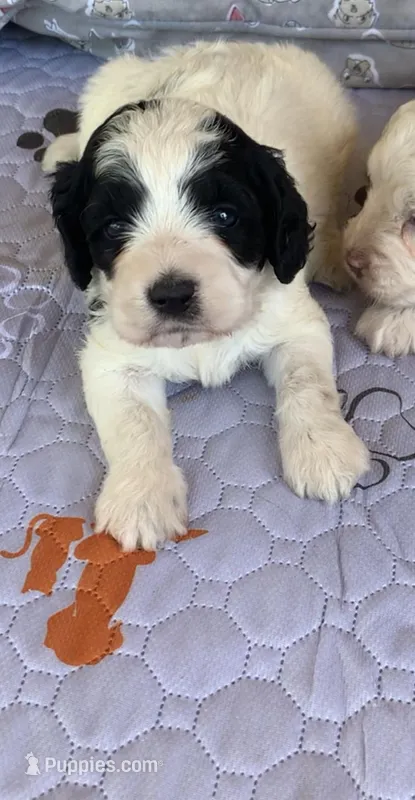 Mini Cockapoo – Cockapoo puppy for sale in Tampa, FL