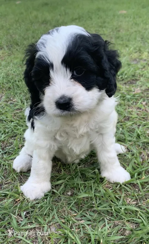 Mini Cockapoo – Cockapoo puppy for sale in Tampa, FL