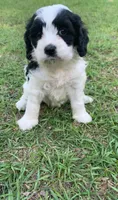 Mini Cockapoo, a female Cockapoo for sale in Tampa, FL – Photo 7 of 9