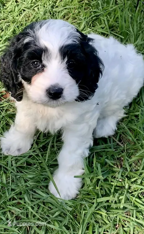 Mini Cockapoo – Cockapoo puppy for sale in Tampa, FL