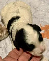 Mini Cockapoo, a female Cockapoo for sale in Tampa, FL – Photo 1 of 5
