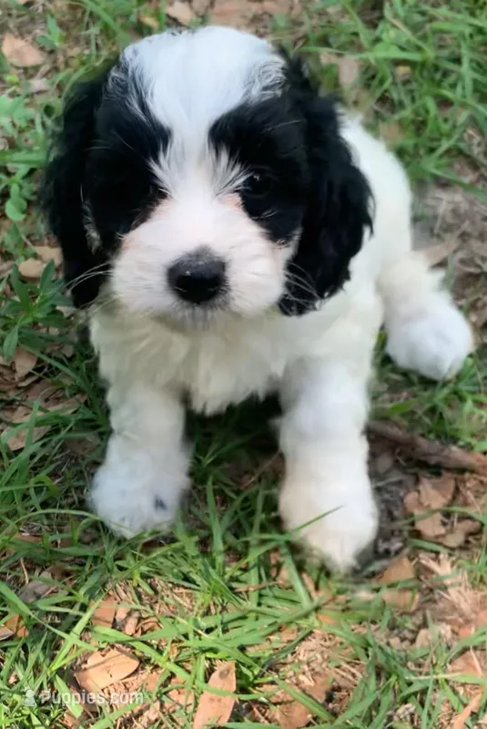 Mini Cockapoo – Cockapoo puppy for sale in Tampa, FL