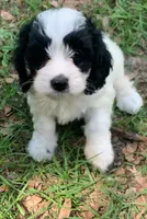 Mini Cockapoo, a female Cockapoo for sale in Tampa, FL – Photo 4 of 9