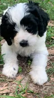 Mini Cockapoo, a female Cockapoo for sale in Tampa, FL – Photo 6 of 9