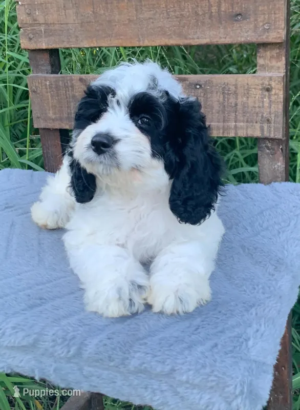 Mini Cockapoo – Cockapoo puppy for sale in Tampa, FL