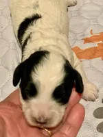 Mini Cockapoo, a female Cockapoo for sale in Tampa, FL – Photo 5 of 5