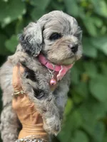 Topaz F1b , a female Miniature Aussiedoodle for sale in Sun City Center, FL – 2 of 10