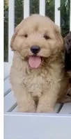 Scout, a male Chow Chow and Poodle - Miniature  for sale in Sun City Center, FL – 4 of 7
