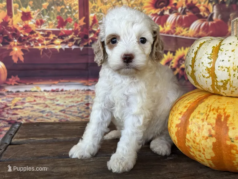 Chanel – Cockapoo puppy for sale in Ruskin, FL