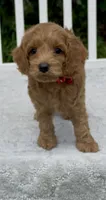 Red F1, a female Cockapoo for sale in Ruskin, FL – 3 of 9