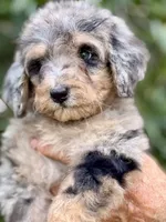 Bluebell medium size from health tested parents, a female Bernedoodle for sale in Tampa, FL – 5 of 6