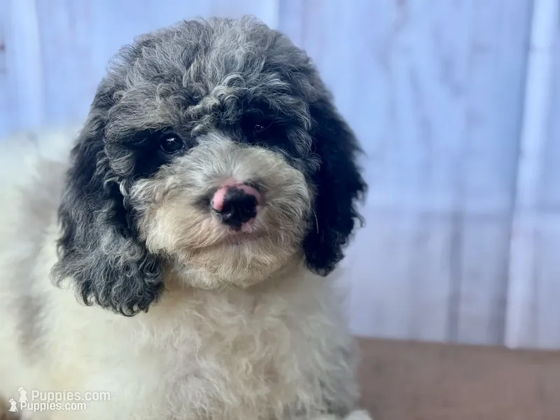 Sapphire  – Cockapoo puppy for sale in Ruskin, FL