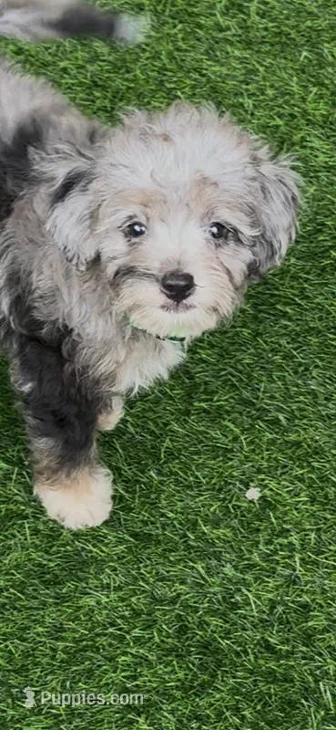 Misty – Miniature Aussiedoodle puppy for sale in Tampa, FL