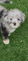 Misty, a female Miniature Aussiedoodle for sale in Tampa, FL – 3 of 9