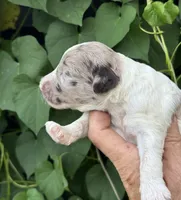 Hazel. “ regular size” chocolate Merle, a female Cockapoo for sale in Tampa, FL – 2 of 10