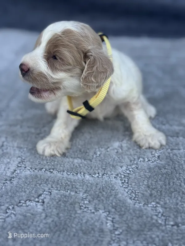 Yellow – Cockapoo puppy for sale in Tampa, FL