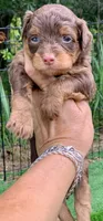 Mocha.  Parents health tested, a female Miniature Aussiedoodle for sale in Tampa, FL – 6 of 10
