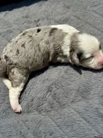 Diamond F1b, a female Miniature Aussiedoodle for sale in Tampa, FL – 7 of 8