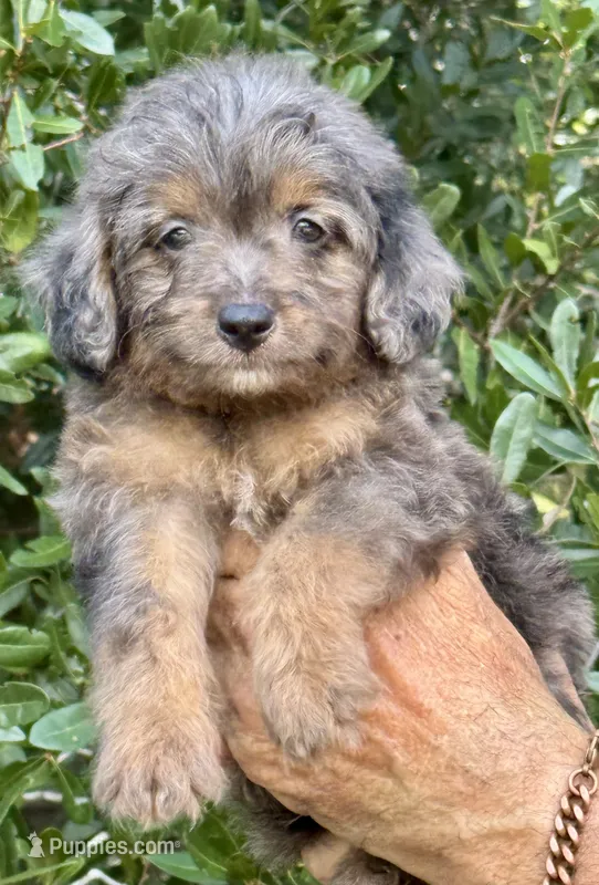Tucker – Miniature Aussiedoodle puppy for sale in Tampa, FL
