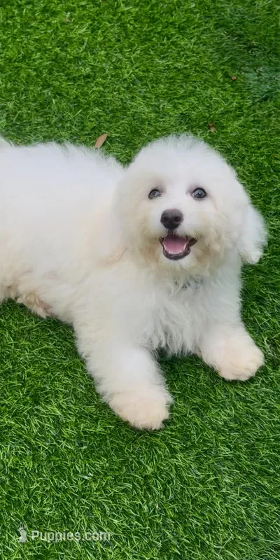Leo petite Chowdoodle – Chow Chow, Poodle - Toy  puppy for sale in Tampa, FL