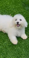 Leo petite Chowdoodle, a male Chow Chow and Poodle - Toy  for sale in Tampa, FL – 5 of 6