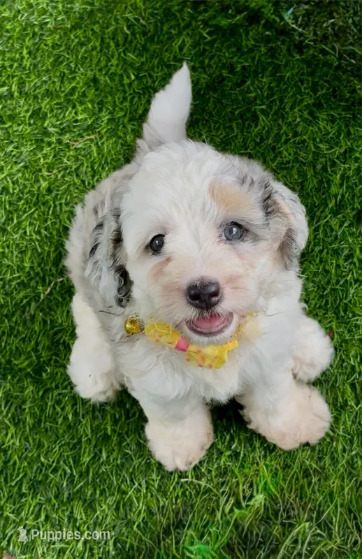 Skye  F1b – Miniature Aussiedoodle puppy for sale in Sun City Center, FL