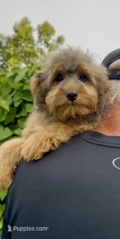Nova  – Miniature Aussiedoodle puppy for sale in Tampa, FL